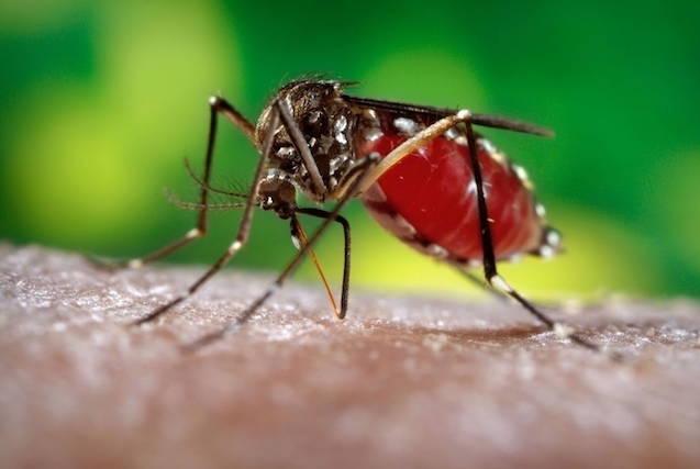 Santa Helena confirma primeiro caso de Dengue