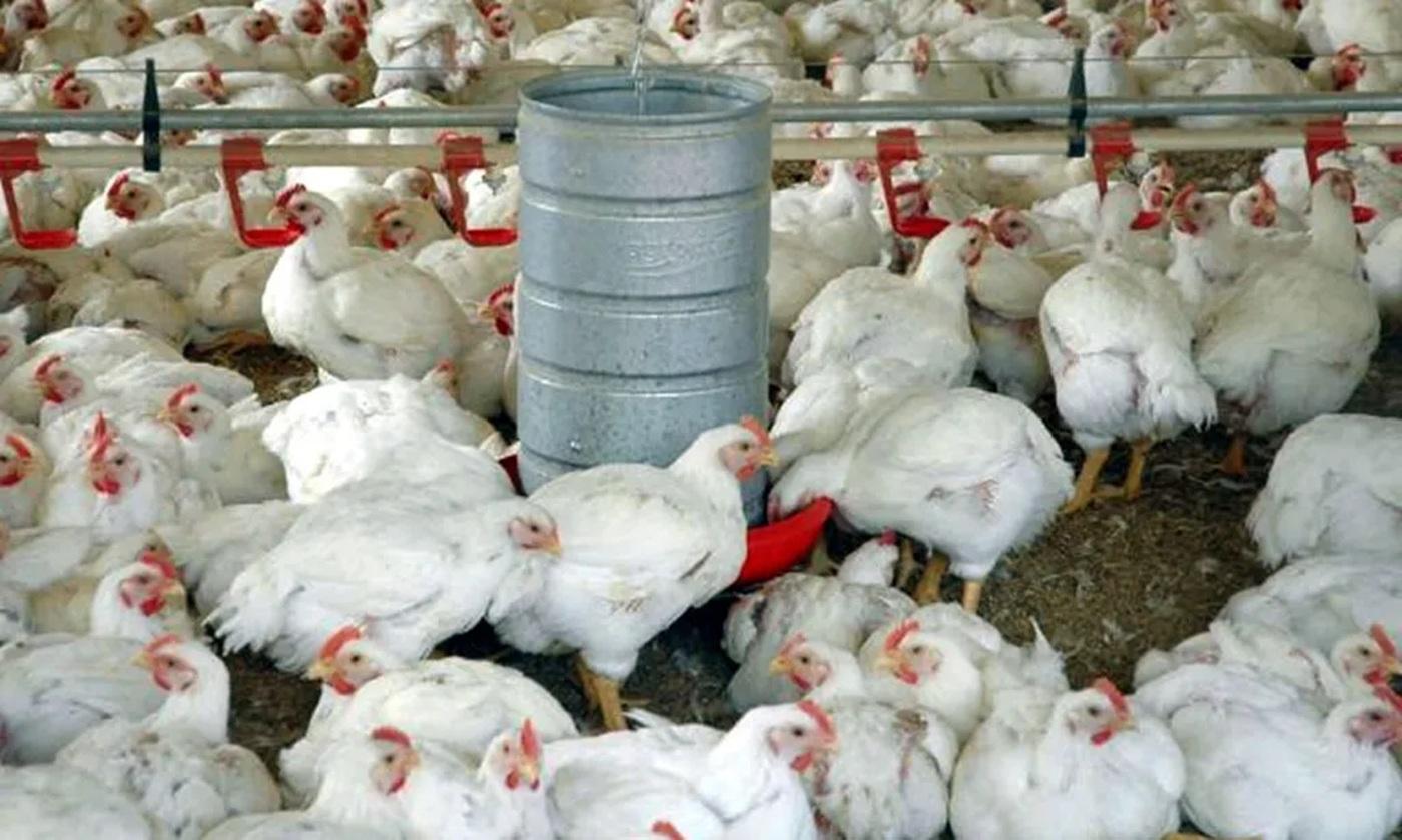Agronegócio catarinense bate recordes com exportações de frango e suínos