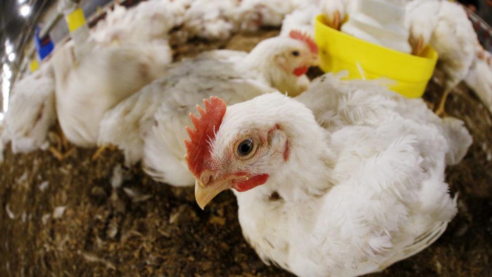 Primeiro foco de gripe aviária em granja comercial é confirmado no Brasil