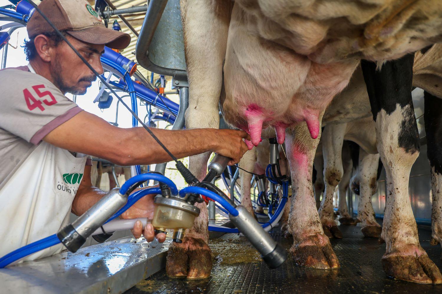 Santa Catarina renova medida para proteger indústria leiteira